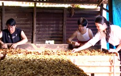Quảng Ngãi: Hội LHPN xã Đăk Pxi đồng hành cùng hội viên phụ nữ trong phát triển kinh tế