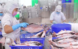 Lợi nhuận quý “nữ hoàng cá tra” cao nhất trong 2 năm qua, bất chấp áp lực thuế quan