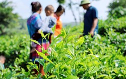 Xã Bản Lầu: Mở rộng không gian chuyên canh nông sản