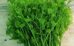 Phụ nữ xã Ba Bể: Phát triển mô hình đặc sản rau bò khai