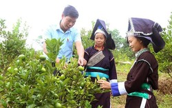 Lào Cai: Phấn đấu đến 2030, tỷ lệ lao động là người dân tộc thiểu số qua đào tạo đạt 50%