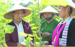Hội viên, phụ nữ giúp nhau làm giàu từ mô hình trồng dâu nuôi tằm