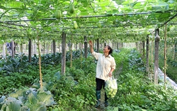 Phú Thọ đặt mục tiêu đến năm 2030 có 80% số xã đạt chuẩn nông thôn mới