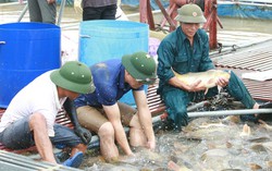 Bắc Ninh dự kiến huy động trên 7.230 tỷ đồng cho xây dựng nông thôn mới