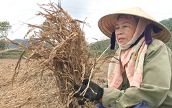 Đồng lúa Nghệ An chìm trong nỗi buồn mùa gặt
