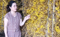 Hiệu quả từ mô hình trồng dâu nuôi tằm trong phòng lạnh ở Vũ Tiên