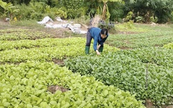 Thuê vườn ngoại thành trồng rau, "thú vui xanh" thành giải pháp rau sạch 