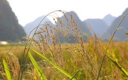 Mùa vàng Trùng Khánh