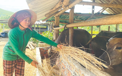 Phụ nữ dân tộc thiểu số Quảng Ngãi tự tin vươn lên làm kinh tế