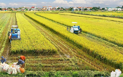 Các trường hợp được miễn thuế sử dụng đất nông nghiệp từ 1/1/2026 