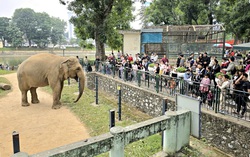 Ngày đầu năm mới, trẻ nhỏ hào hứng cho thú ăn, say mê ngắm voi ở Công viên Thủ Lệ