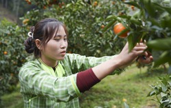 Cô gái Nùng Gen Z mạnh dạn chuyển đổi cây trồng, thu 200 triệu đồng/năm