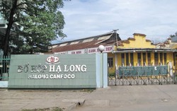 Bắt Tổng giám đốc Công ty Đồ hộp Hạ Long cùng 3 nhân viên