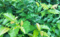 “Thần thánh hóa” xạ đen chữa ung thư