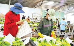 Hơn 10.000 tỷ đồng đầu tư: Đòn bẩy cho công nghiệp Gia Lai năm 2026