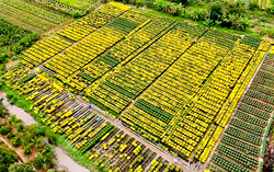 "Thủ phủ" hoa miền Tây thấp thỏm trước thềm Tết Nguyên đán