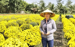 Vĩnh Long: Tiếp sức phụ nữ "giải cứu" hoa cúc mâm xôi nở sớm trước Tết Nguyên đán