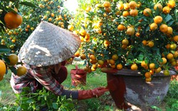 Những phụ nữ giữ nhịp Tết ở "thủ phủ quất lớn nhất miền Trung"