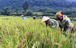 Cuộc sống của đồng bào Rục "sang trang" nhờ ơn Đảng