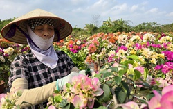 Thủ phủ hoa giấy miền Bắc rực rỡ khoe sắc, nông dân thấp thỏm chờ khách