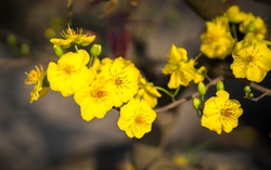 TPHCM: Hội hoa Xuân phường Long Phước hướng đến chăm lo an sinh cho người dân vui Tết