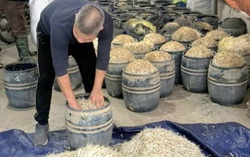 2 phụ nữ ở Hưng Yên bị khởi tố vì dùng chất cấm sản xuất gần 3 tấn giá đỗ