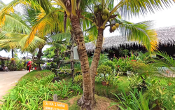 An Giang: Độc đáo rặng dừa "Phúc - Lộc - Thọ" trên Cồn Én