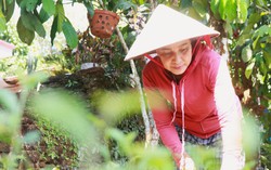 "Dân vận khéo" ở Thạnh Bình: Khi phụ nữ gìn giữ nếp nhà, mở lối sinh kế