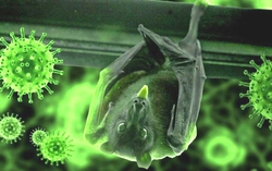 3 lý do khiến virus Nipah cực kỳ nguy hiểm với sức khỏe cộng đồng