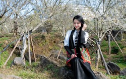 Giới trẻ "rần rần" check-in cây mận cổ thụ trắng muốt đẹp như phim tại Sun World Fansipan Legend