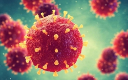 Hy vọng mới ngăn chặn virus Nipah từ loại thuốc điều trị Covid-19