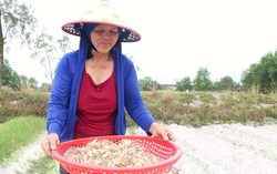 Rộn ràng mùa kiệu Tết trên vùng cát ở Đà Nẵng