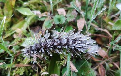 Đỉnh Mẫu Sơn nhiệt độ xuống 4 độ C, khả năng xuất hiện băng giá