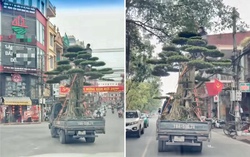 Ninh Bình: Xác minh clip người đàn ông ngồi chênh vênh trên ngọn cây cảnh khi xe tải lưu thông