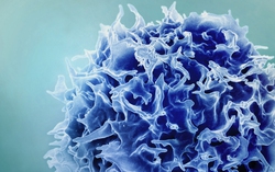 3 yếu tố then chốt giúp “trẻ hóa” hệ miễn dịch