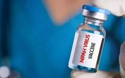 Nhật Bản thử nghiệm lâm sàng vaccine ngừa virus Nipah