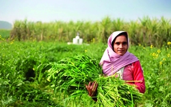 Bình đẳng giới có thể làm lợi thêm 12 nghìn tỷ USD cho kinh tế toàn cầu