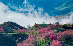 Sa Pa tăng trưởng nhanh nhất trong top 100 điểm đến hàng đầu châu Á