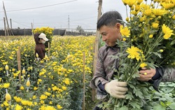 Làng hoa Tây Tựu nhộn nhịp vào vụ Tết sau những tháng ngày thiệt hại nặng nề vì thiên tai