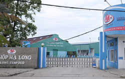 Khởi tố vụ án hơn 120 tấn thịt lợn nhiễm dịch tả châu Phi được đưa vào kho chế biến thịt hộp