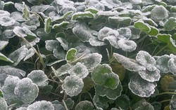 Nhiệt độ xuống dưới 0°C, băng giá xuất hiện tại miền Tây Nghệ An