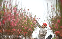 Bộ Nội vụ hướng dẫn doanh nghiệp 3 phương án nghỉ Tết Âm lịch năm 2027