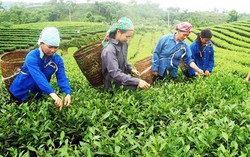 Lào Cai: Mở rộng cơ hội khởi nghiệp cho phụ nữ