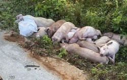 Xử lý người đàn ông chở 15 xác lợn chết vứt bên lề đường