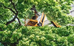Nhiều tuyến phố Hà Nội có hàng trăm cây hoa sữa được cắt tỉa