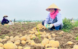 Sáng kiến nông nghiệp bền vững hỗ trợ trực tiếp 13.600 nông hộ trồng khoai tây