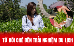Phát triển du lịch sinh thái từ những đồi chè Thái Nguyên