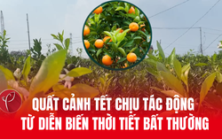 Nắng nóng kéo dài, người trồng quất cảnh vất vả chăm cây đón Tết