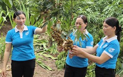 Kết nối nguồn vốn tín dụng chính sách, đồng hành cùng hội viên phát triển sinh kế bền vững