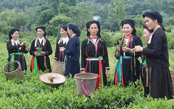 Thái Nguyên tập trung nguồn lực phát triển vùng đồng bào dân tộc thiểu số và miền núi